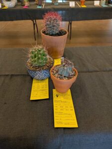 image from CACSS show and sale at Desert Botanical Garden