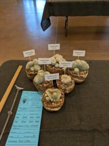 image from CACSS show and sale at Desert Botanical Garden