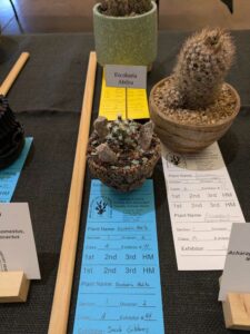 image from CACSS show and sale at Desert Botanical Garden