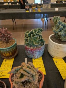 image from CACSS show and sale at Desert Botanical Garden