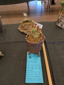 image from CACSS show and sale at Desert Botanical Garden