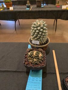 image from CACSS show and sale at Desert Botanical Garden
