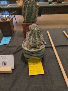 image from CACSS show and sale at Desert Botanical Garden