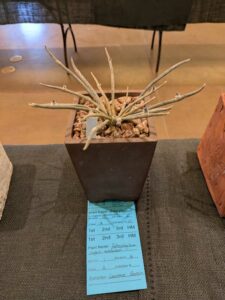 image from CACSS show and sale at Desert Botanical Garden