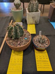 image from CACSS show and sale at Desert Botanical Garden