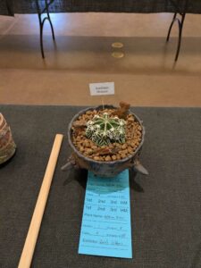 image from CACSS show and sale at Desert Botanical Garden