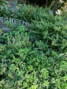 image from Conservation Garden Park - West Jordan Utah - Summer 2024