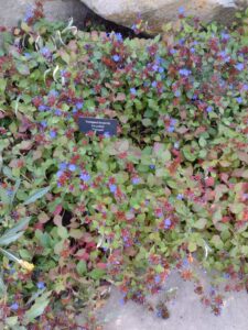 image from Conservation Garden Park - West Jordan Utah - Summer 2024