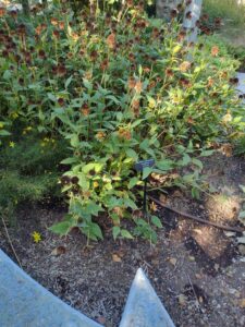 image from Conservation Garden Park - West Jordan Utah - Summer 2024