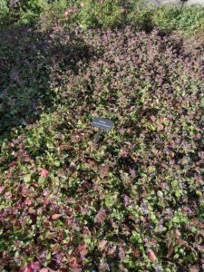 image from Conservation Garden Park - West Jordan Utah - Summer 2024