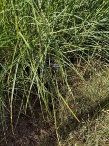 image from Conservation Garden Park - West Jordan Utah - Summer 2024