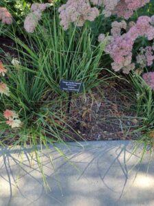 image from Conservation Garden Park - West Jordan Utah - Summer 2024