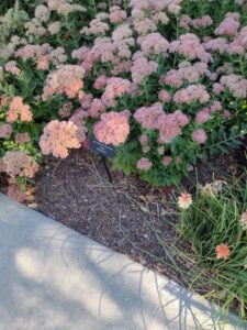 image from Conservation Garden Park - West Jordan Utah - Summer 2024