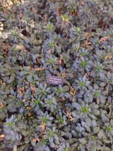 image from Conservation Garden Park - West Jordan Utah - Summer 2024