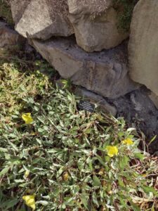 image from Conservation Garden Park - West Jordan Utah - Summer 2024