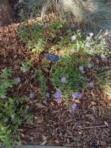 image from Conservation Garden Park - West Jordan Utah - Summer 2024