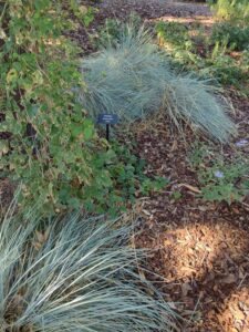 image from Conservation Garden Park - West Jordan Utah - Summer 2024