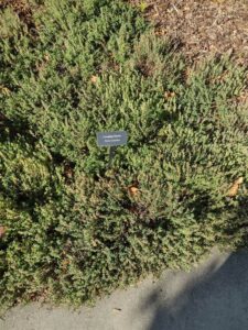 image from Conservation Garden Park - West Jordan Utah - Summer 2024