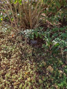 image from Conservation Garden Park - West Jordan Utah - Summer 2024