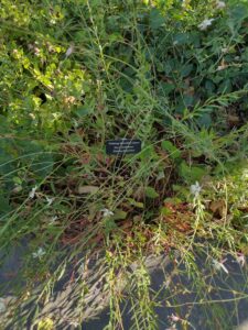 image from Conservation Garden Park - West Jordan Utah - Summer 2024