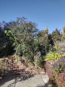 image from Conservation Garden Park - West Jordan Utah - Summer 2024