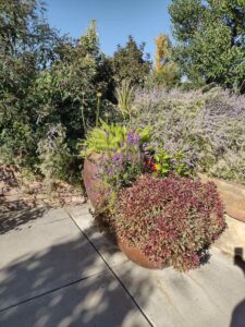 image from Conservation Garden Park - West Jordan Utah - Summer 2024