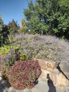 image from Conservation Garden Park - West Jordan Utah - Summer 2024