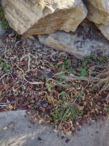 image from Conservation Garden Park - West Jordan Utah - Summer 2024