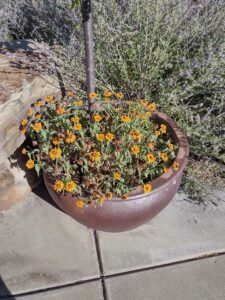 image from Conservation Garden Park - West Jordan Utah - Summer 2024