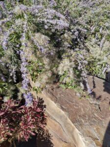 image from Conservation Garden Park - West Jordan Utah - Summer 2024