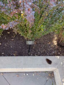 image from Conservation Garden Park - West Jordan Utah - Summer 2024