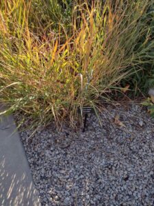 image from Conservation Garden Park - West Jordan Utah - Summer 2024