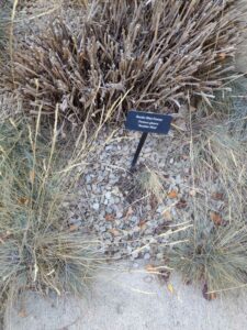 image from Conservation Garden Park - West Jordan Utah - Summer 2024