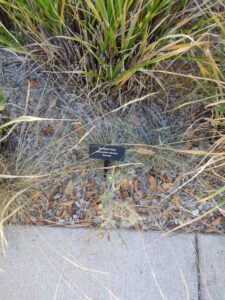 image from Conservation Garden Park - West Jordan Utah - Summer 2024