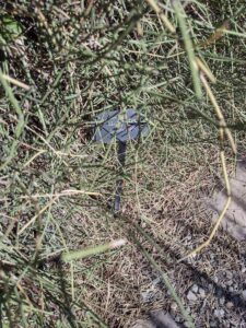 image from Conservation Garden Park - West Jordan Utah - Summer 2024