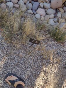 image from Conservation Garden Park - West Jordan Utah - Summer 2024