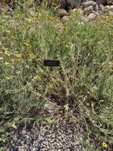 image from Conservation Garden Park - West Jordan Utah - Summer 2024