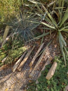 image from Conservation Garden Park - West Jordan Utah - Summer 2024