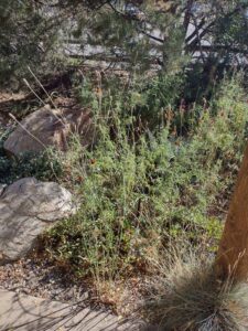 image from Conservation Garden Park - West Jordan Utah - Summer 2024