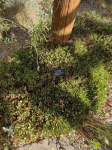 image from Conservation Garden Park - West Jordan Utah - Summer 2024