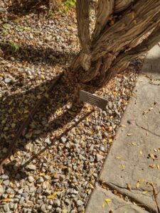 image from Conservation Garden Park - West Jordan Utah - Summer 2024