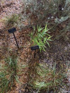 image from Conservation Garden Park - West Jordan Utah - Summer 2024