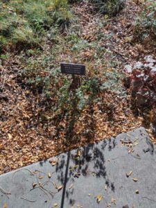 image from Conservation Garden Park - West Jordan Utah - Summer 2024