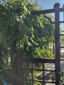 image from Conservation Garden Park - West Jordan Utah - Summer 2024