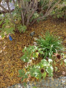 image from Conservation Garden Park - West Jordan Utah - Summer 2024