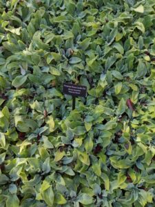 image from Conservation Garden Park - West Jordan Utah - Summer 2024