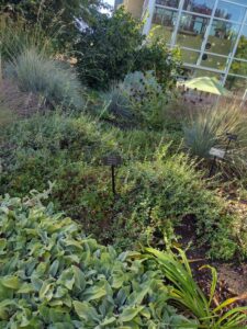 image from Conservation Garden Park - West Jordan Utah - Summer 2024