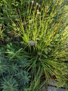 image from Conservation Garden Park - West Jordan Utah - Summer 2024