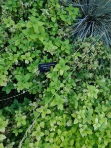 image from Conservation Garden Park - West Jordan Utah - Summer 2024