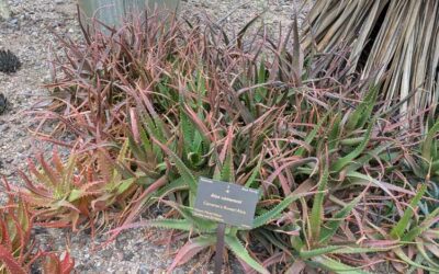 Desert Botanical Garden – Feb 2025